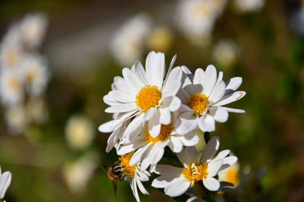 庭の花 22