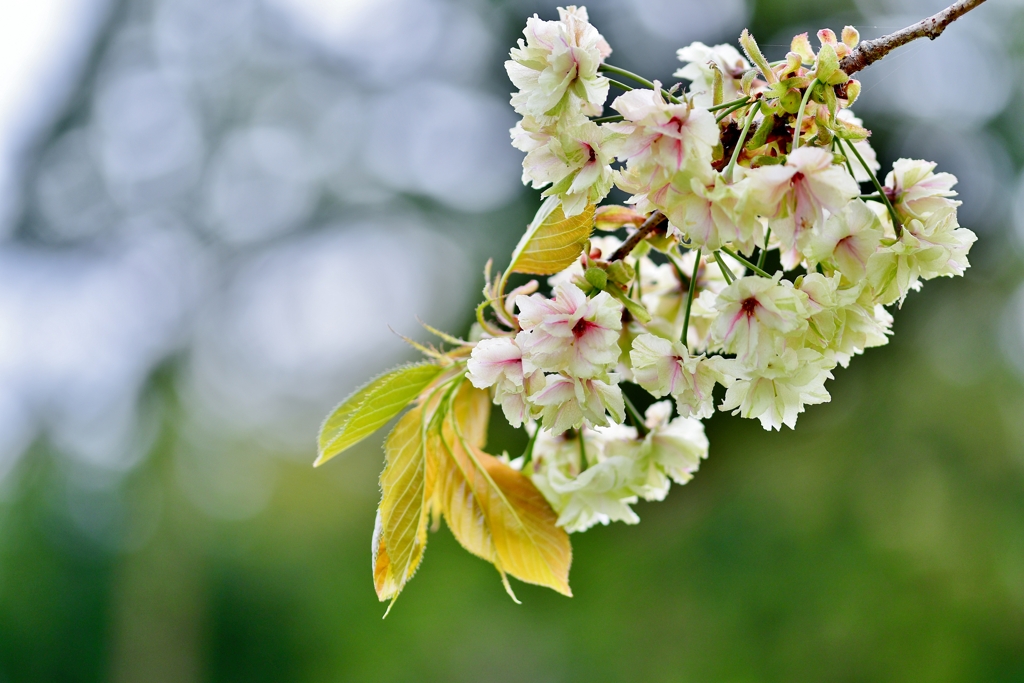 庭の鬱金桜
