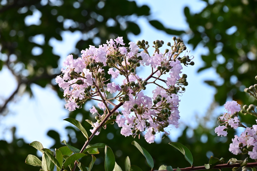 公園の花5