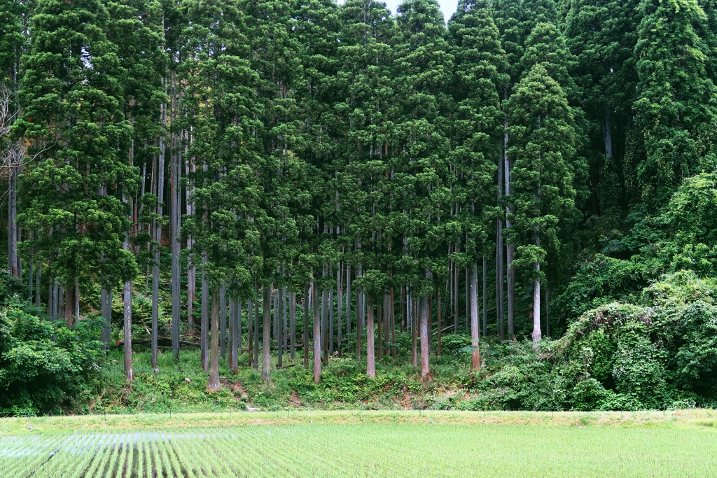 散歩道 127