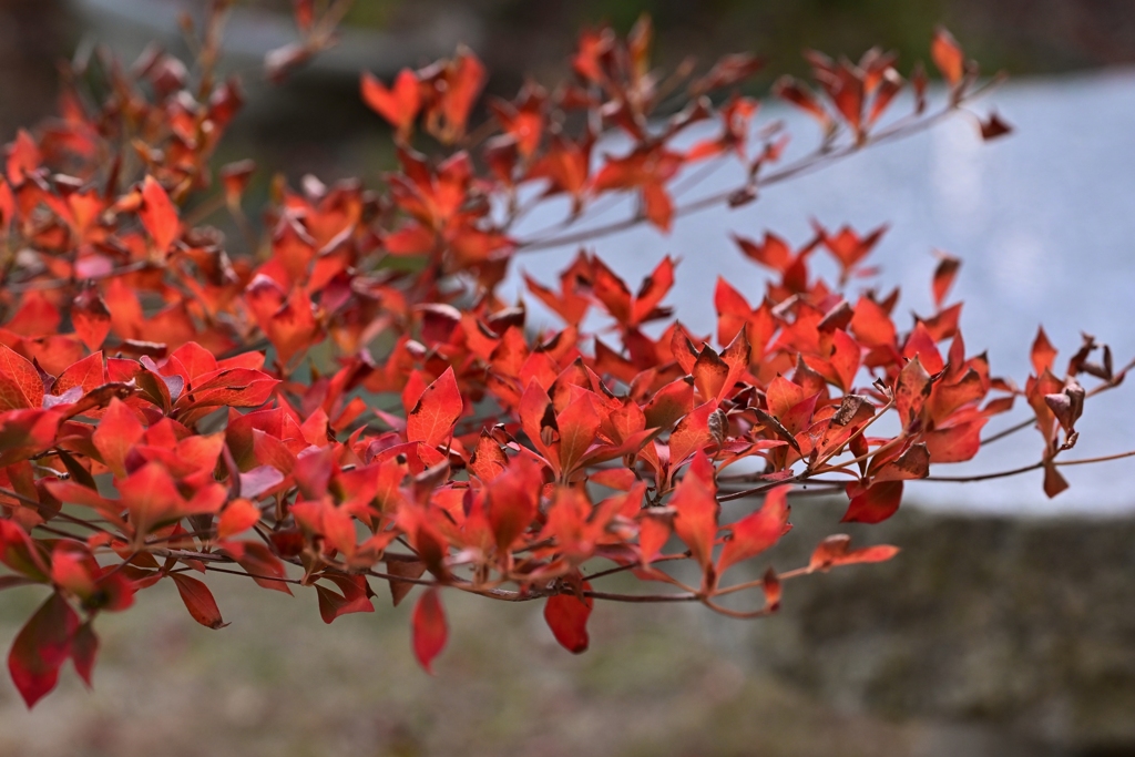 庭の紅葉