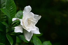 くちなしの花