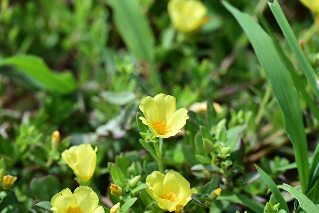 公園の花2