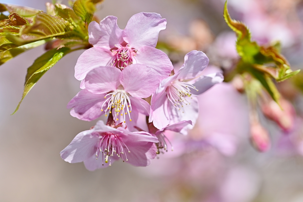 公園の河津桜 2