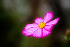 庭の花12