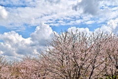 公園の桜 Ⅲ