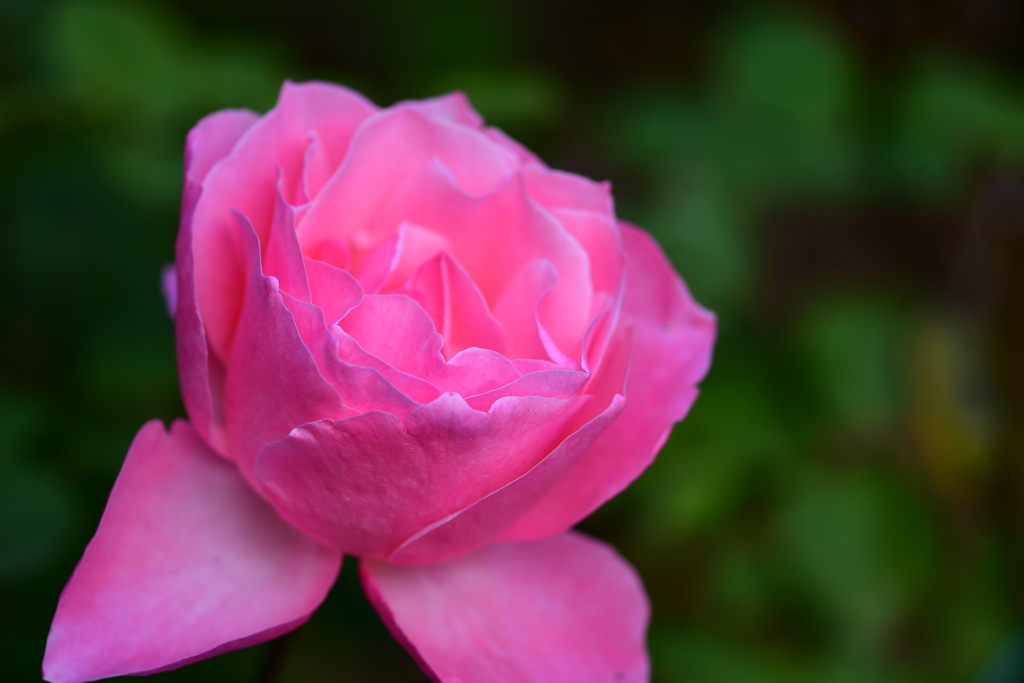 薔薇