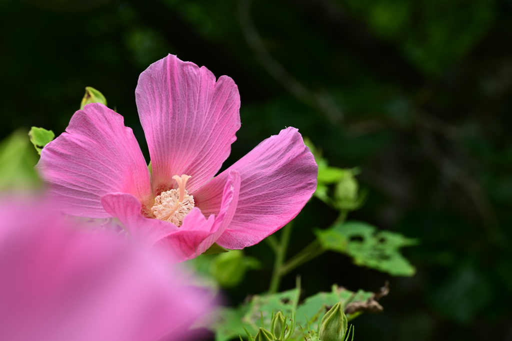 庭の芙蓉
