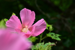 庭の芙蓉