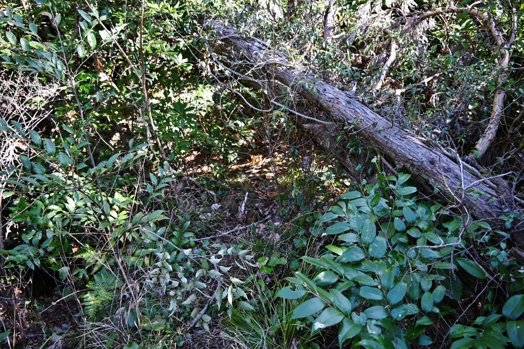 荒れた山道