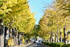 イチョウ並木の朝
