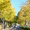 イチョウ並木の朝