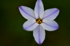 星の花