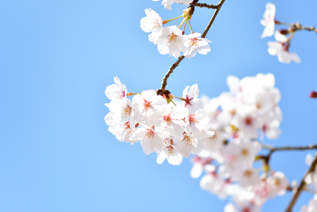 桜花爛漫