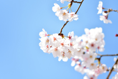 桜花爛漫
