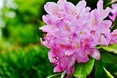 雨上がりのピンク