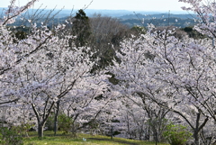 公園の桜 6