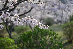 公園の桜 3