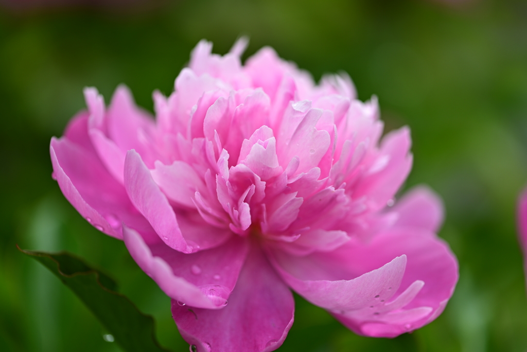 豪華なピンク