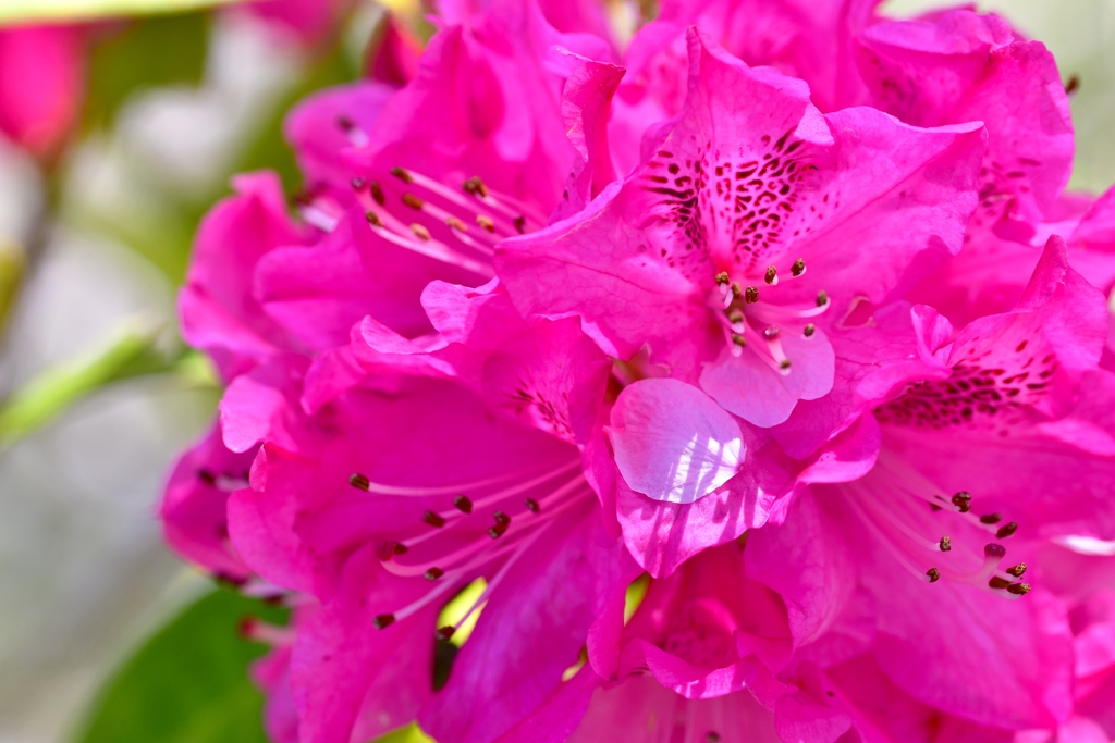 桜の花びらが