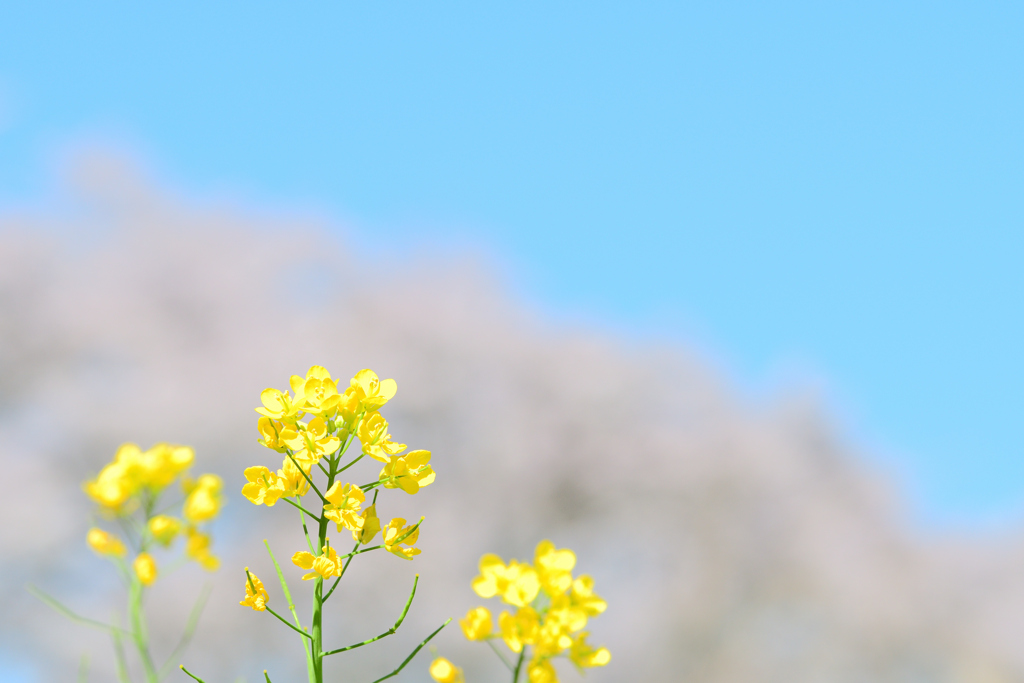 晴れた日に