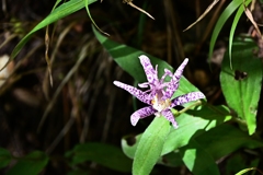 丹沢の花