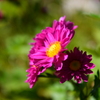 庭の花 23