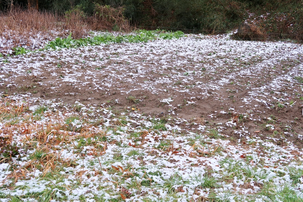 千葉でも雪