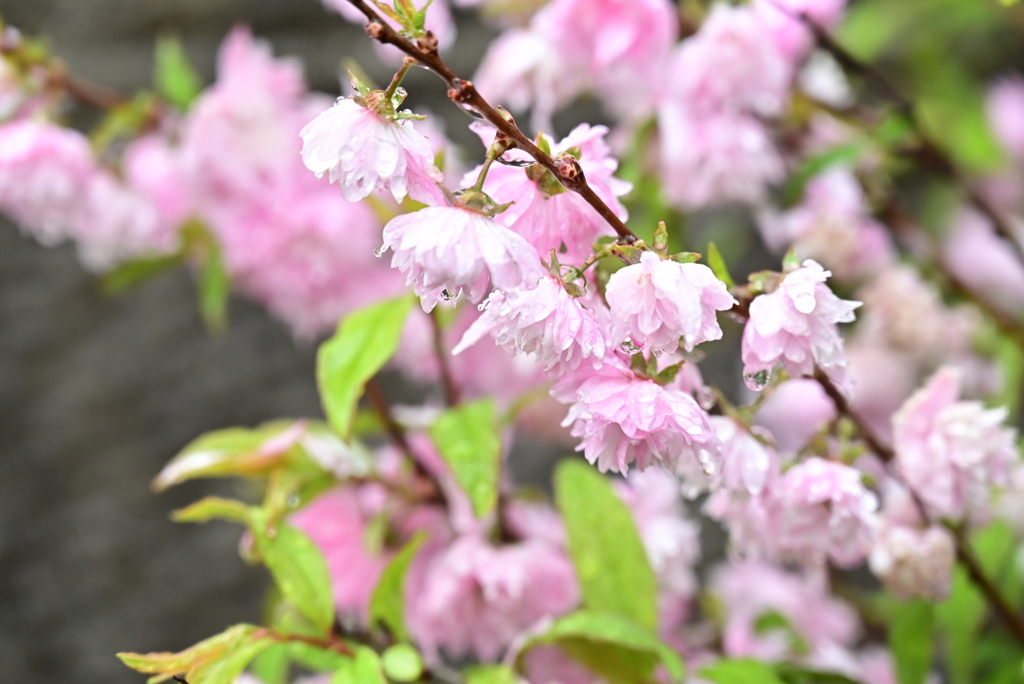 華やかに咲く