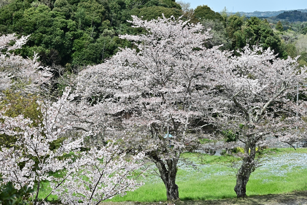 春日和の公園