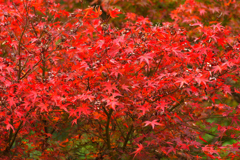 庭の紅葉 2