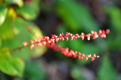 庭の花10