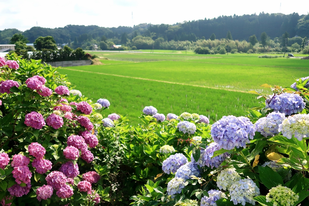 紫陽花のある景色