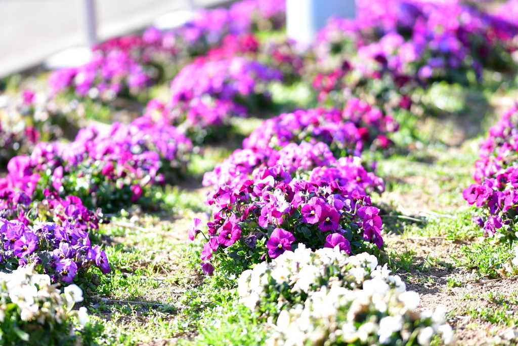 公園の花Ⅱ