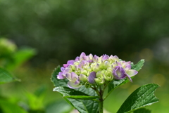 紫陽花の季節になりました