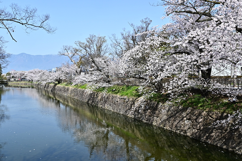 松本城外堀と桜