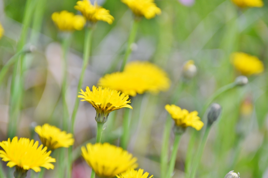 野の花