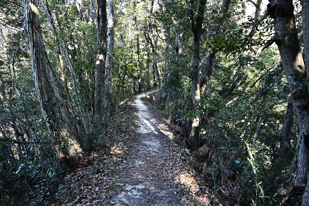 尾根道：千葉の山歩き2025-9