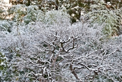 千葉でも雪