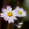 庭の花 21