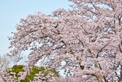 公園の桜 12