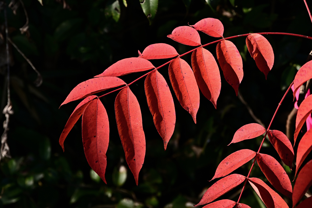 千葉の紅葉