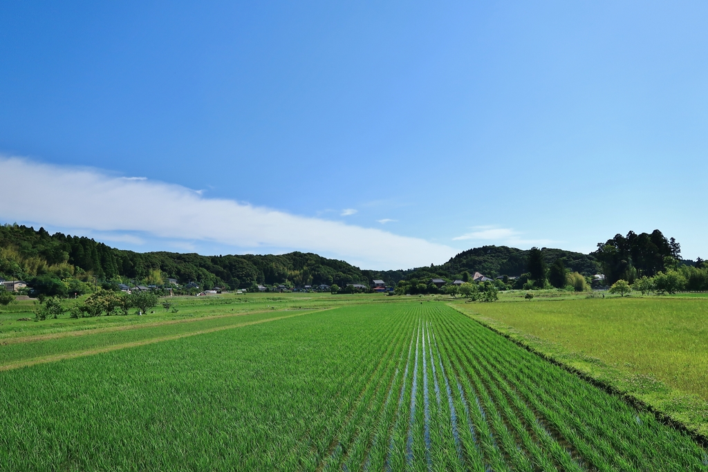 散歩道 132
