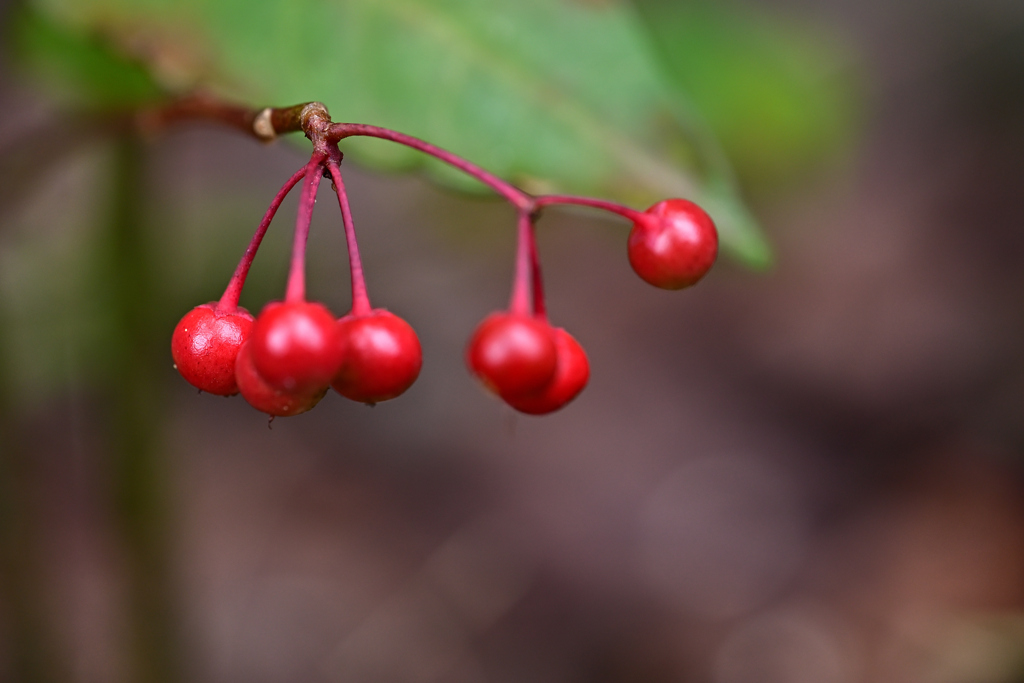庭のマンリョウ