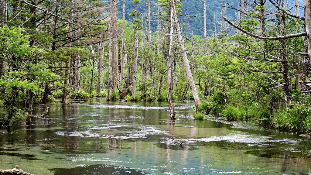 岳沢湿原