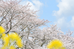 穏やかな春の日