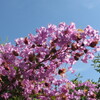 夏休み