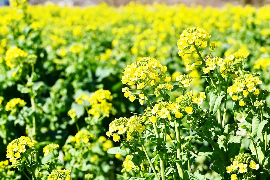 冨浦の菜の花畑