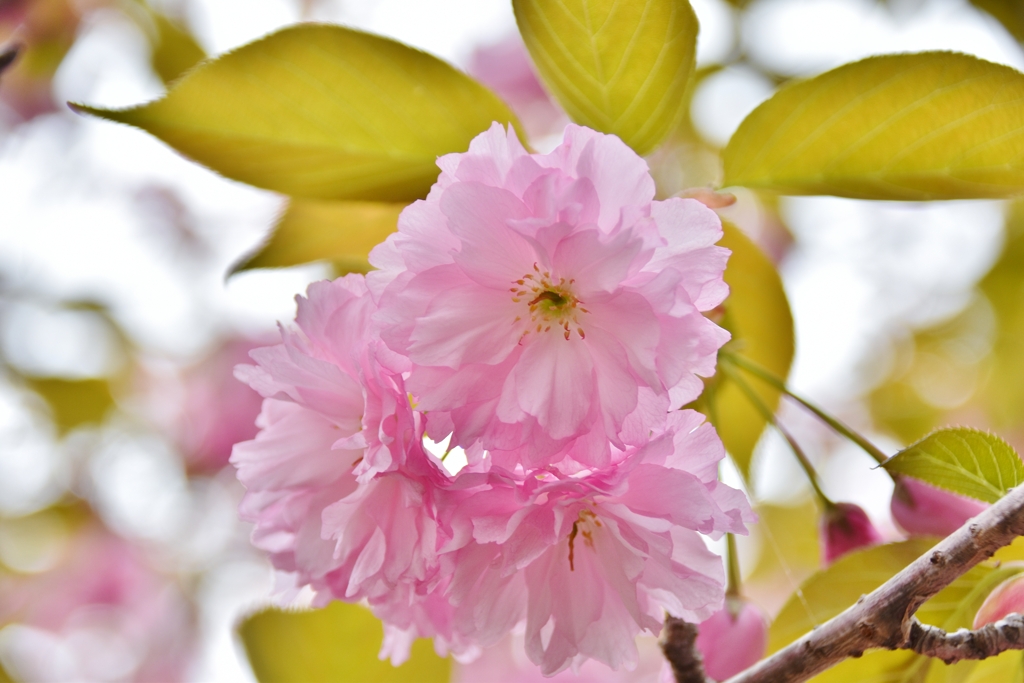 ふくよかな八重の花