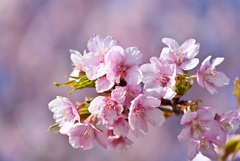 公園の河津桜